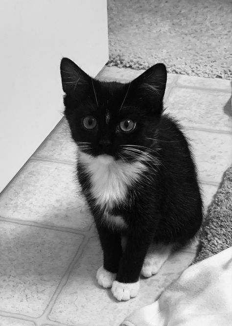 Fluffy Black And White Kitten, Black Cat White Paws, Black And White Kitten Aesthetic, Black Cat With White Spots, Fluffy Tuxedo Cat, Kittens Black And White, Black Cat With White Paws, Cats Black And White, Black And White Kitten