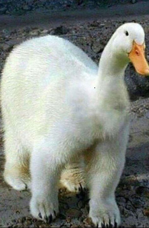 Cursed Duck, Aflac Duck, Animal Mashups, Animal Experiments, Simons Cat, Animal Humour, Funny Photoshop, Silly Dogs, 웃긴 사진