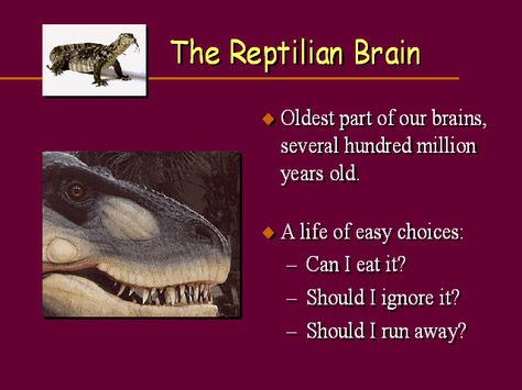 Reptilian Brain, Brain Anatomy, Human Species, Human Brain, Brain, Mindfulness