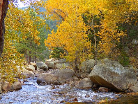 Colorado mountain stream ... Aspens ... LOVE Estes Park Colorado, Mountain Stream, Colorado Mountain, Aspen Trees, Colorado Travel, Autumn Scenery, Estes Park, Colorado Mountains, Rocky Mountain National Park