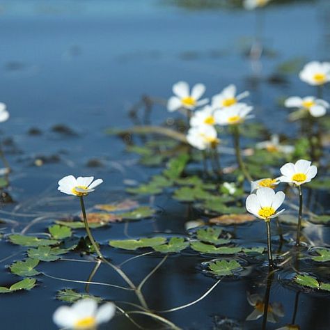 how to plant water crowfoot ranunculus aquatilis Rivercore Aesthetic, Rush Plant, River Plants, Botany Photography, Aqua Plants, Seeds Benefits, Water Witch, Live Aquarium Plants, Pond Life