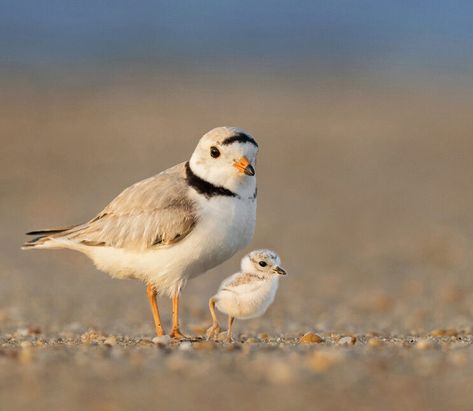 Piping Plover, Coastal Birds, Shorebirds, Art Gallery Wallpaper, Coastal Beaches, Sea Birds, Great Friends, 귀여운 동물, Beautiful Birds