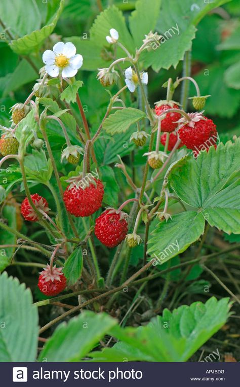 Wild Strawberry Alpine Strawberry Fragaria vesca flowering plant ... Strawberry Garden Aesthetic, Wild Strawberry Plant, Summer Placemats, Mock Strawberry, Fragaria Vesca, Alpine Strawberry, Clover Painting, Strawberry Vine, Four Petal Flower