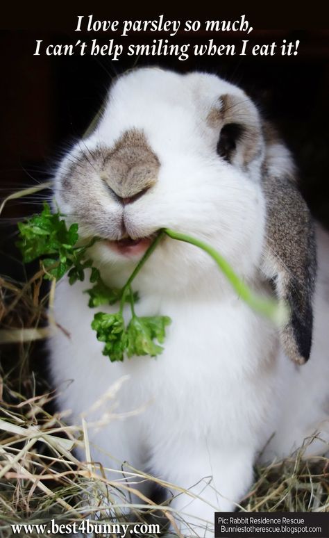 Rabbits love a bit of parsley for dinner! // my boy Busta LOVED parsley sooo much. Dog Goals, Bunny Eating, Rabbit Behavior, Rabbit Stuff, Rabbit Diet, Happy Rabbit, Pet Rabbits, Raising Rabbits, Bunny Care