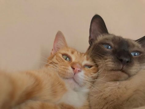 Two Cats Selfie, Me And You Cats, Cat Besties, Couple Animals, Animal Selfie, Cats Selfie, Matching Cat Pfp Friends, Cat Selfies, Animal Selfies