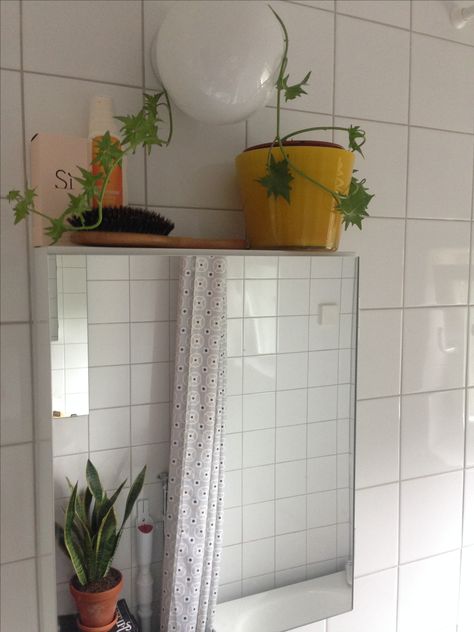 Ivy plant in bathroom with window light and mother-in-law's tongue. Plant In Bathroom, Unique Small Bathroom Ideas, Bathroom With Plants, Plants In Bathroom, House Of Gold, Bathroom Plants, Small Apartment Decorating, Dream Apartment, Little Houses