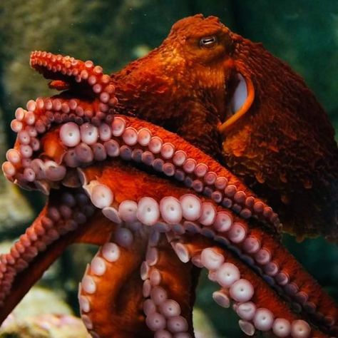 Octopus Photography, Octopus Images, Pacific Octopus, Sea Spider, Leafy Sea Dragon, Octopus Painting, Octopus Tattoo Design, Dogs Training, Octopus Tattoo