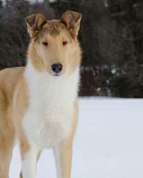 Smooth, sable Collie. Looks so pristine and Gorgeous against the unblemished, white snow :)