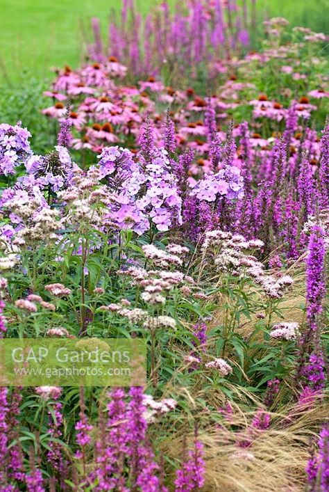 Echinacea purpurea, Lythrum salicaria, Eupatorium canabinum, Phlox paniculata 'Eventide', Stipa tennuissima - Foggy Bottom, The Bressingham Gardens, July Phlox Companion Plants, Bressingham Gardens, Planting Companions, Lythrum Salicaria, Cottage Gardening, Phlox Paniculata, Prairie Planting, Echinacea Purpurea, Purple Garden