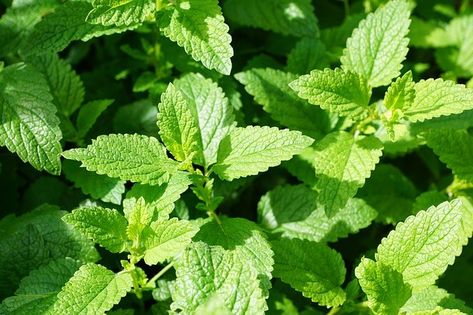 How to Grow Mint Peppermint Plants, Blocked Nose, Deer Resistant Plants, Sinus Congestion, Mint Plants, Old Farmers Almanac, Reiki Symbols, Healing Plants, Survival Life