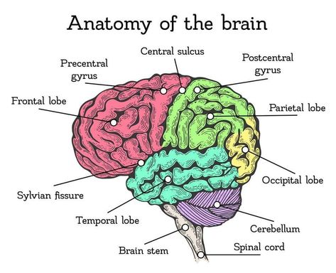 Anatomy of the brain Parts Of Brain, Human Brain Parts, Human Brain Drawing, Human Brain Diagram, Brain Anatomy And Function, Human Brain Anatomy, Areas Of The Brain, Brain Diagram, Human Body Worksheets