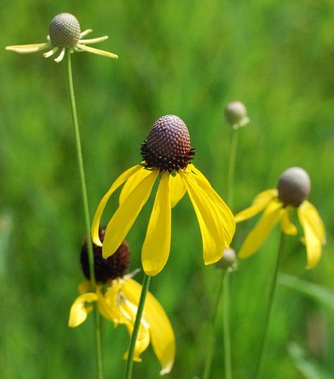 Gray headed coneflower Dandelion, Plants, Flowers