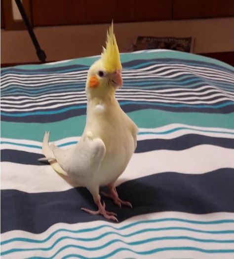 Cockatiels Funny, Cockatiel Aesthetic, Cockatiel Funny, Aesthetic Cockatiel, Funny Cockatiel, Cockatiel Care, Love Birds Pet, Bird Meme, Cute Potato