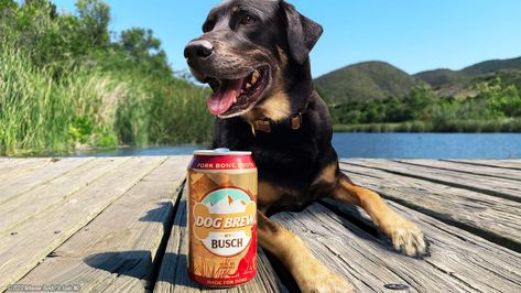 Busch Beer, Boston Terrier Funny, Dog Beer, Vince Vaughn, Healthy Digestive System, Broth Recipes, Bmw I8, Airedale Terrier, Beer Brewing