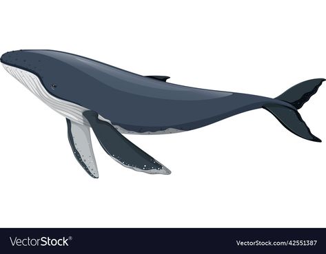 Mum And Baby, Humpback Whale, Background Illustration, Freelance Graphic Design, Vector Graphics, Png Images, White Background, Vector Images, Vector Free