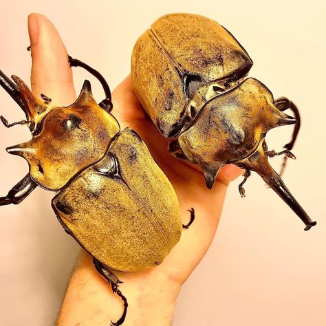 Elephant Rhino Beetle, (Scientific name: Megasoma elephas) Origin: Veracruz, Mexico 📸 : Richard's Inverts These are two big males of a velvety species of rhino beetle in the Megasoma genus, literally translating to “great/large/mighty-body” in Ancient Greek. The visible orange colour is not the actual body colour of the beetle, but is from the large number of microscopic hairs that cover the surface of the males. As they get older, the hairs are shed, and the shiny black body is revealed. Rhino Beetle, The Beetle, Scientific Name, Beautiful Bugs, Arthropods, Orange Colour, Love Bugs, Black Body, Beetles