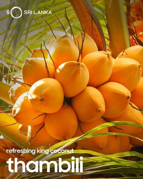 King Coconut Sri Lanka, King Coconut, Colombo City, Less Sugar, The King, Sri Lanka, Garden Plants, Brand Identity, Nuts