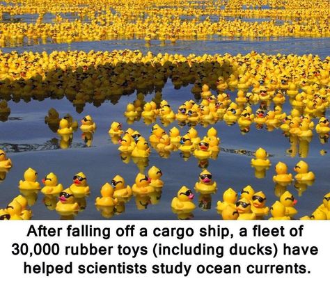 CityPlanningNews.com: Rubber Duckies They fell into the Pacific ocean in... Cassandra Clare Books, Rubber Ducks, The Dark Artifices, Lucifer Morningstar, The Infernal Devices, Vivziepop Hazbin Hotel, Rubber Ducky, Cassandra Clare, Chicago Fire