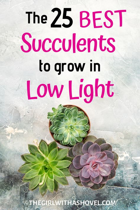 If you're looking for some easy to care for, low light succulents that look great indoors, then you've come to the right place. Succulents are a great way to spruce up any indoor environment, as they don't require much light and can thrive in a wide range of temperatures. In this article, we'll take a look at the best indoor succulents for low light and how to care for them. So, whether you're a succulent beginner or an experienced grower, this article has something for everyone! Succulents Care, Low Light Succulents, Propagate Succulents, Indoor Succulents, Easy Indoor Plants, Low Light House Plants, Diy Dessert, Succulent Ideas, Succulent Bowls