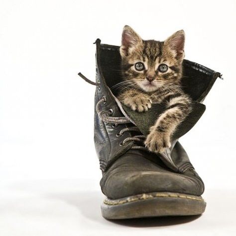 Adorable Kitten in a Boot Cat In Boots, Large Boots, Grimm Brothers, Regard Animal, Cat Boots, Magical Nature, Lion Photography, Lovely Friends, Nature Tour