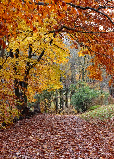 North Carolina Fall, North Carolina Beaches, Southern States, North Carolina Mountains, Calendar Ideas, Fine Gardening, Carolina Beach, National Parks Usa, Appalachian Mountains