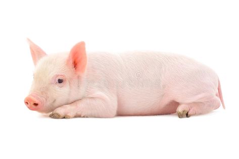 Pig on white. Pig who is represented on a white background , #SPONSORED, #white, #Pig, #background, #represented #ad Mini Pig Pet, Pig Pics, Pet Pig, Pig Png, Miniature Pigs, Pig Character, Animal Printables, 19 Days Characters, Funny Pigs