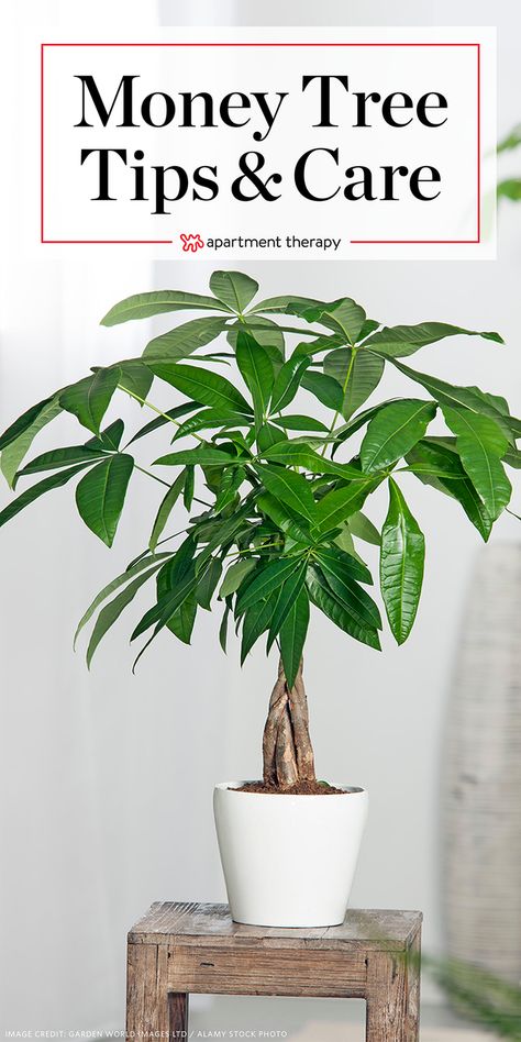 Money Tree Plant Care - Growing Plants Indoors | Apartment Therapy Money Tree Plant Care, Centsational Style, Money Tree Plant, Pachira Aquatica, Lucky Plant, Money Plant, Indoor Plant Care, Growing Plants Indoors, Best Indoor Plants