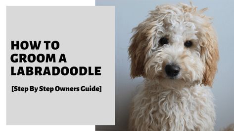 How To Groom A Labradoodle At Home, Labradoodle Face Grooming, Labradoodle Cuts, F1 Labradoodle, Labradoodle Grooming, Dogs Coat, Pet Enclosures, Labradoodle Miniature, Australian Labradoodles