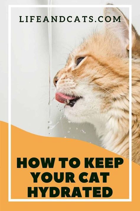 Oct 22, 2020 - Keeping cats hydrated is essential to their health. Cats are not big drinkers. In the wild cats get most of their water from prey. Here are some tips and tricks to get your cat drinking more. Dog Proof Litter Box, Traveling With Cats, Cat Health Remedies, Cat Owner Tips, Kittens Care, Cats With Hats, Cat Health Problems, Healthy Cat Food, Cats 101