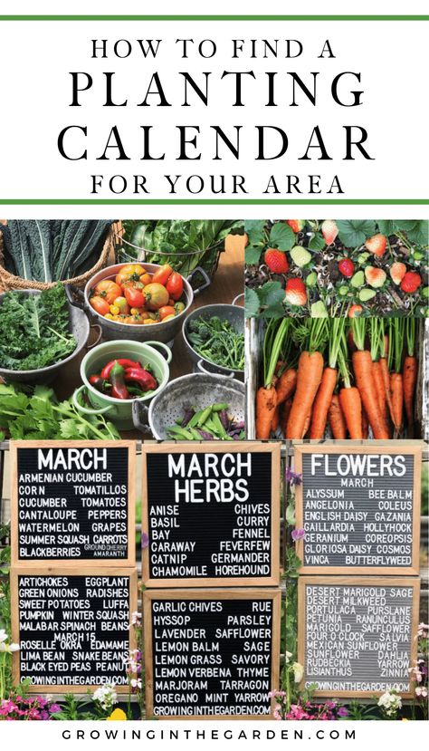 When to Plant Your Garden: How to Find a Planting Calendar for Your Area - Growing In The Garden When To Plant Garden, Vegetable Planting Calendar, Growing Calendar, Malabar Spinach, Desert Arizona, Arizona Gardening, Flower Calendar, Planting Calendar, Planting Guide