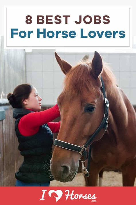 What if you could turn your passion for horses into a career? Here are eight horse jobs that are perfect for horse lovers. | #ihearthorses #horses #horselovers #equestrian #horsephotography #horsetrainer #veterinarian #horsejobs Owning Horses, Horse Ownership, Funny Horse Pictures, Horse Breeder, Healthy Horses, Follow Your Passion, Horse Facts, Horse Riding Tips, Horse Ideas