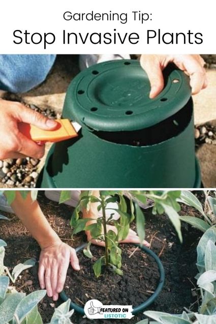 Learn how to stop invasive plants with this one simple trick! Click on the pin to see this plus more DIY garden ideas featured on Listotic. Garden Decor Ideas Diy, Plants Hacks, Dawn Soap, Garden Hacks, Large Flower Pots, Invasive Plants, Seasonal Garden, Seasonal Flowers, Edible Garden