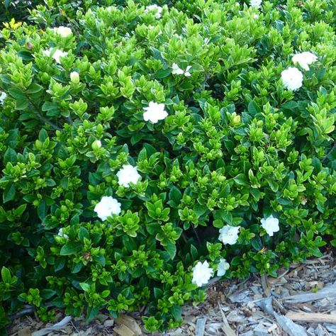 Gardenia augusta 'Florida' to base of Ficus in rear garden Gardenia Hedge Garden Design, Jubilation Gardenia Front Yards, Gardenia Augusta, Gardenia Florida, Gardenia Frost Proof, Gardenia Care, Everblooming Gardenia, Subtropical Garden, Diamond Spire Gardenia