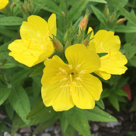 Oenothera Fruticosa 'Sundrops', Evening Primrose 'Sundrops' in GardenTags plant encyclopedia Sundrop Flower, Evening Primrose Flower, Plant Encyclopedia, Summer Produce, Red Bud, Plant Tags, Plant Information, Spring Plants, Plant Identification