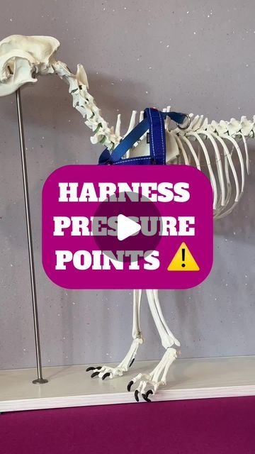 Canine Wellness Education | Pearl Cazabon on Instagram: "❌ Pressure Points ❌

Here’s a common style of harness for you to have a think about 🤔 I see them all the time and they make me cringe 😖

It sits on two important areas- the shoulder blade & the glenohumeral AKA shoulder joint.

If a dog wears a harness like this & pulls into it, the areas mentioned above will be compressed. And compression over time leads to pain 😖

The canine species has a-lot of anatomical variation along with different health issues that may require different types or styles of gear. So each situation is unique!

But please consider the comfort & fit of anything you put on your dog in relation to their movement.

As we've mentioned before, a well made and properly fitted Y shaped harness generally allows for go Pressure Points, Dog Wear, Comfort Fit