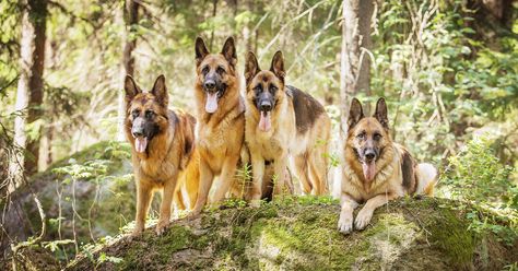 19 Amazing Facts About German Shepherds - Pumpkin® Jarman Safed Dog, German Shepherd Facts, Top 10 Dog Breeds, German Shepherd Breeds, Dog Club, Working Dog, Puppy Pads, Train Activities, Family Pets