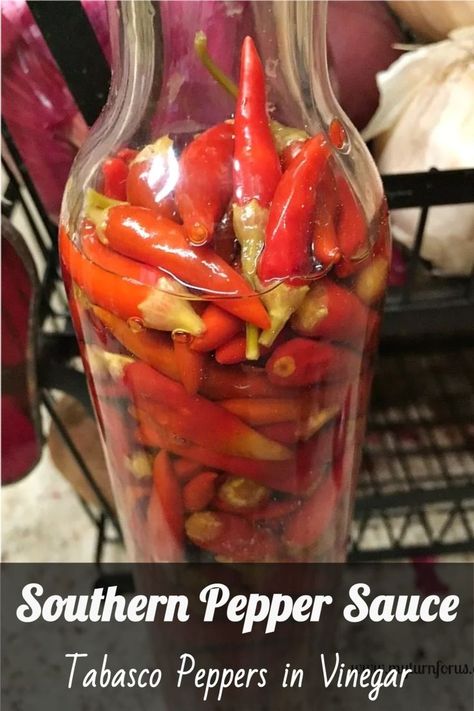 Bring the authentic taste of the South into your kitchen with this simple tabasco peppers in vinegar recipe.  For a culinary experience that's as rewarding as it is delicious, pin this pepper sauce recipe and let it spice up your Southern meals. #SouthernPepperSauce #TabascoPepperInVinegar #HotPepperVinegar #PepperVinegar #UsesForPepperVinegar #myturnforus Pepper Vinegar Recipes, Vinegar Hot Sauce Recipe, Homemade Tabasco Sauce Recipe, Tabasco Sauce Recipe, Hot Pepper Vinegar, Peppers In Vinegar, Pepper Ideas, Tabasco Peppers, Hot Vinegar