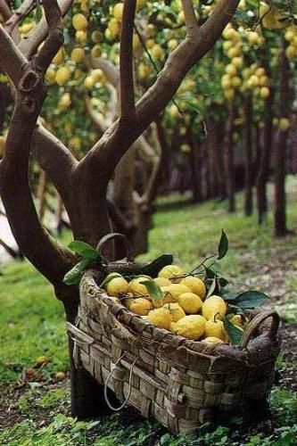 Hotel La Pergola~Amalfi Coast~spectacular views of the magnificent Bay of Santa Croce. Lemon Water Aesthetic, Lemon Vodka Drinks, Freeze Lemons, Lemon Drinks, Lemon Cleanse, Lemon Farm, Farm Wallpaper, Freezing Lemons, Dessert Lemon