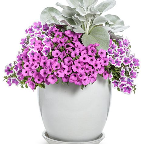 Light Up | Proven Winners Supertunia Vista Jazzberry, Container Recipes, Summer Containers, Heat Tolerant Plants, Proven Winners Perennials, Proven Winners Plants, Container Planting, Flower Containers, Fall Containers