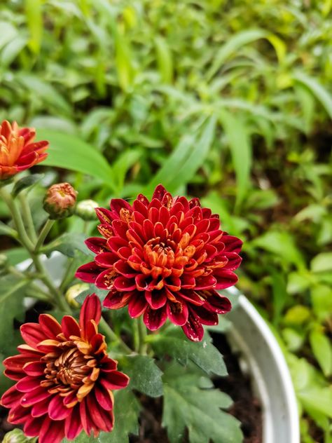 Flower Chrysanthemum red beautiful Chrysanthemum Morifolium, Garden Mum, Perennial Plants, Chrysanthemum, Book Aesthetic, Garden Beds, Perennials, Florist, Daisy