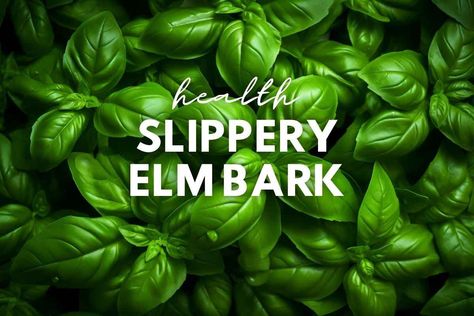 slippery-elm-bark-benefits-for-womens-health Slipper Elm Benefits, Slippery Elm Bark Benefits Women, Slippery Elm Bark Benefits, Benefits Of Slippery Elm Bark, Slippery Elm Benefits Women, Slippery Elm Benefits, Nature Medicine, Slippery Elm Bark, Slippery Elm