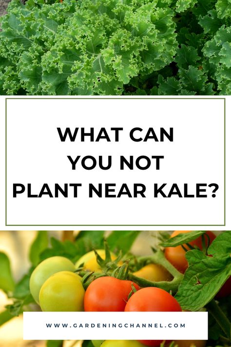 Add kale to the vegetable garden with a little planning. Learn how to design your garden with these tips on companion planting and kale. #gardeningchannel #gardening #vegetablegardening #growingkale #companionplanting Companion Planting With Kale, Kale Companion Planting, Kale Companion Plants, Planting Kale, Onion Garden, Celery Plant, Kale Plant, Canned Carrots, Growing Kale