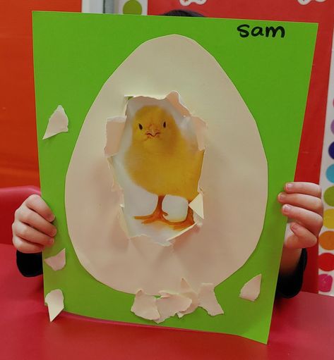 Hatching Chick Craft for Spring. Print out realistic chick image & paste on paper, cut out oval with a small star shaped slit in the middle by folding in half and cutting center, paste edges of egg onto paper and voila! You're ready to rip! Infants Activities, Ece Resources, Chick Craft, Spring Art Projects, Hatching Chicks, Spring Craft, Spring Crafts For Kids, Spring Art, Infant Activities