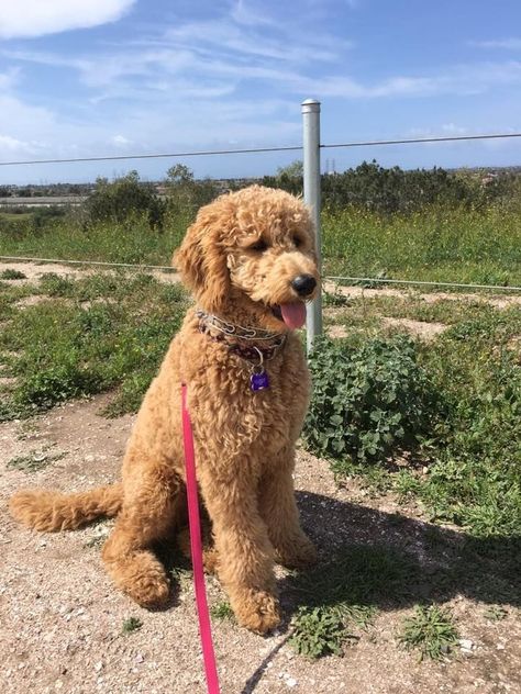 Standard Golden Doodle Full Grown, Doodle Haircuts Goldendoodle, Goldendoodle Grooming Styles Teddy Bears, Long Hair Goldendoodle, Mini Golden Doodle Haircut Teddy Bears, Big Goldendoodle, Golden Doodle Haircut Styles, Goldendoodle Aesthetic, Doodle Haircut Styles