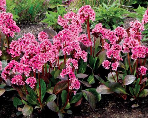 Shade Loving Perennials, Biennial Plants, Pink Dragonfly, Hummingbird Garden, Cottage Garden Plants, Winter Plants, Ground Cover Plants, Flower Spike, Traditional Garden