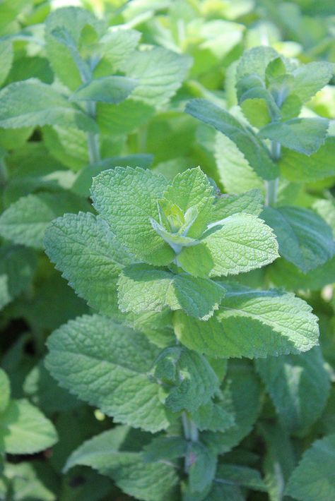 Peppermint Pepermint Plant, Peppermint Photography, Peppermint Plant Illustration, Peppermint Plant, Peppermint Herb, Growing Healthy Hair, Pimples Remedies, Chapped Lips, Cold Remedies