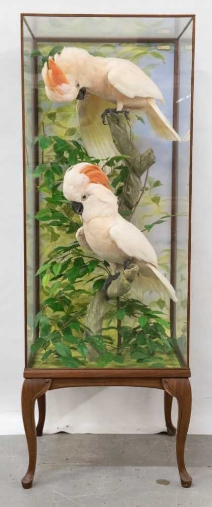 Moluccan Cockatoo | Cacatua moluccensis …   Lot 966 - A fine taxidermy display, cased pair of Victorian Taxidermy Display, Taxidermy Art Weird, Bird Taxidermy, Taxidermy Display, Taxidermy Art, Faux Taxidermy, Taxidermy, Display Case, Fine Art