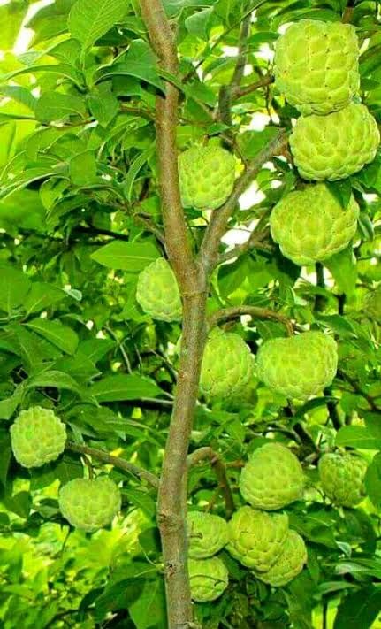 Fruit Tree Garden, Custard Apple, Fruit Bearing Trees, Growing Fruit Trees, Sugar Apples, Types Of Fruit, Fruit Photography, Beautiful Fruits, Green Fruit