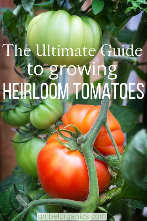 How To Grow Heirloom Tomatoes, Best Tomatoes To Grow, Growing Heirloom Tomatoes, Heirloom Tomato Plants, Tomato Planting, Heirloom Tomatoes Varieties, Farm Supplies, Tomatoes Growing, Tomato Growing