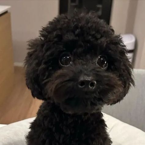 Mini Poodle Black, Mini Poodle Full Grown, Poodle Tail, Black Poodle Puppy, Black Maltipoo, Poodle Teddy Bear Cut, Black Toy Poodle, Teddy Bear Poodle, Dogs Poodle